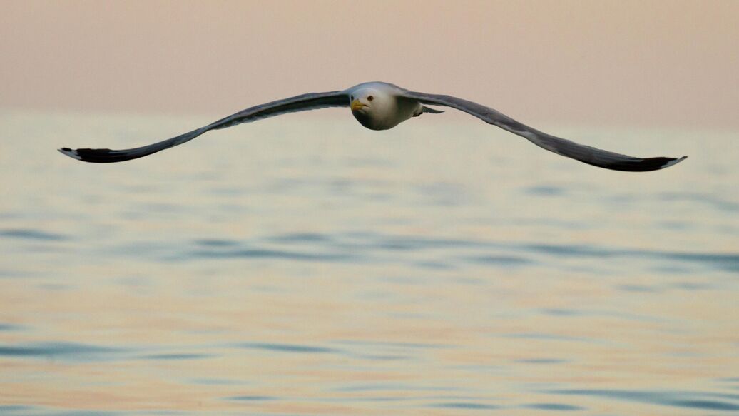 футболисты, помощь чайке, Стамбул — Футболисты оказали помощь чайке, сбитой мячом в Стамбуле